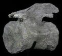 Camarasaurus Caudal Vertebra With Metal Stand - Colorado #62728-2